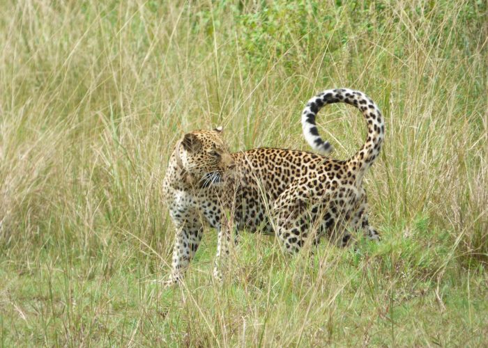 Leopard in grasslands