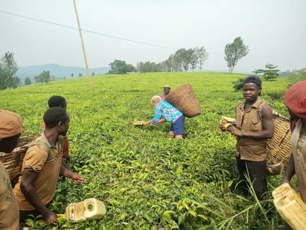 Guest picking tea with locals